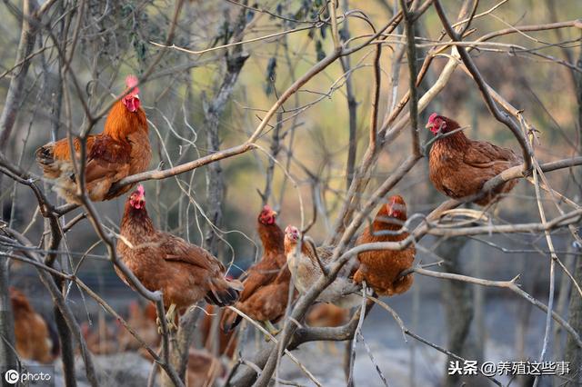 养鸡大哥分享实战经验：养好鸡，这五点很关键