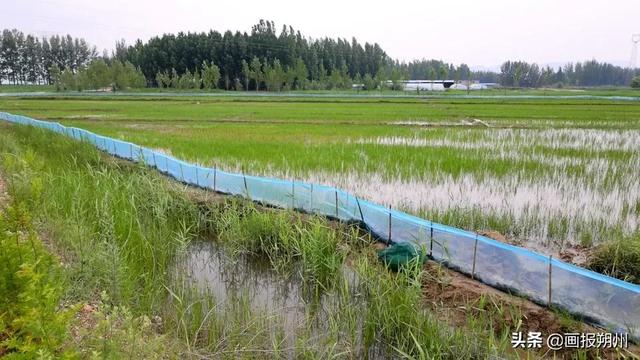 朔州：稻田养河蟹“一水两用”效益高