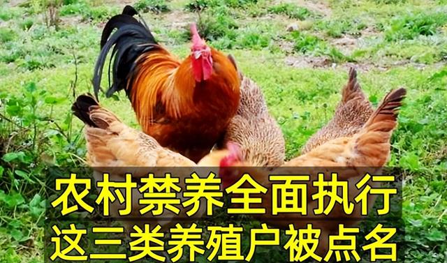 农村禁养全面执行，谁养拆谁？专家：3类养殖户被点名,早打算！