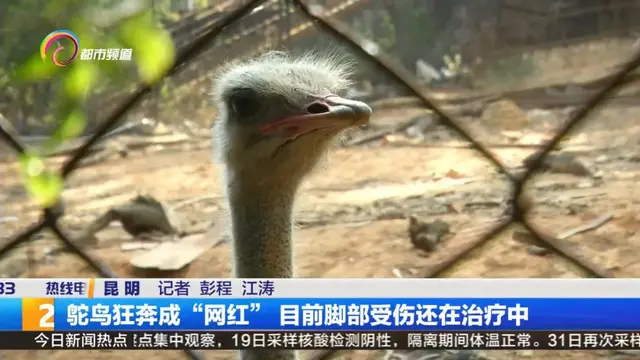 那只在东三环狂奔的鸵鸟，现在怎么样了？到底是谁家的！