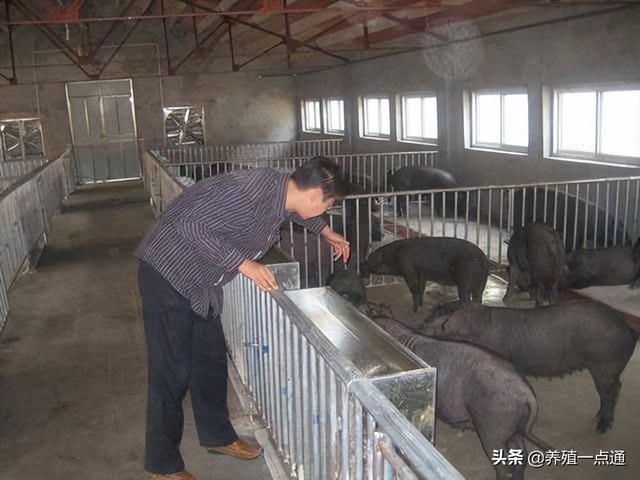 苏姜猪夏季管理和夜间补饲，中国猪种，生长快、繁殖强、瘦肉多