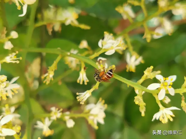 野生的小排蜂不会人工养殖怎么办？今天教你详细的养殖技术