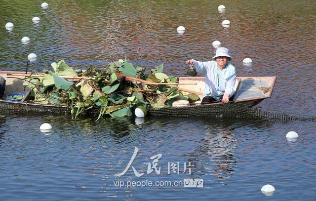 江苏泗洪：废弃水道变身珍珠养殖基地