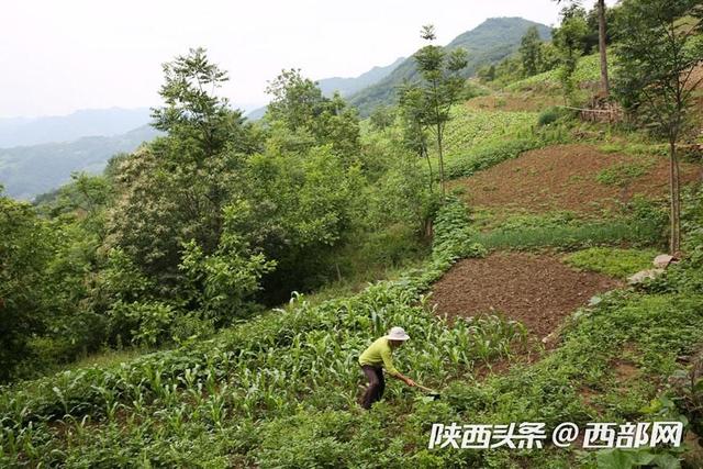 旬阳76岁奶奶独居深山 种十亩地养一头猪过平静生活