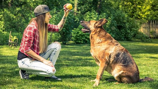 饲养一只大型犬的第一课，给它训练的时间和方法，唤回训练是重点