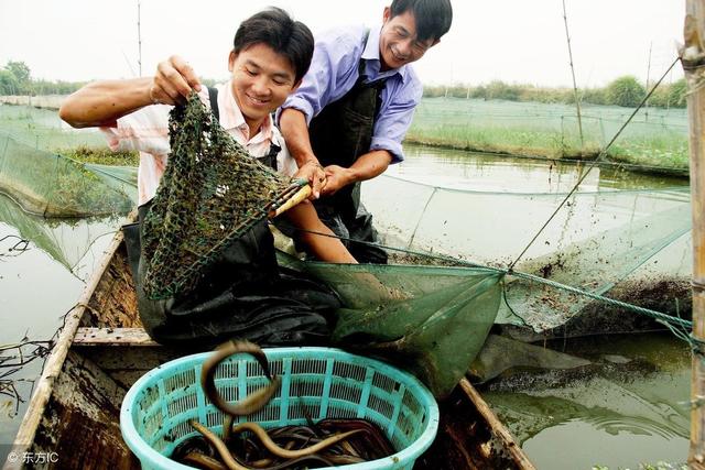 黄鳝中草药催肥育壮，越过寒冬黄鳝就能有大收获