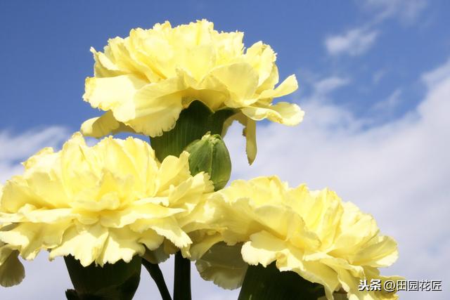 康乃馨，养殖注意这七个方面，一年四季花开不断，花朵又大又艳