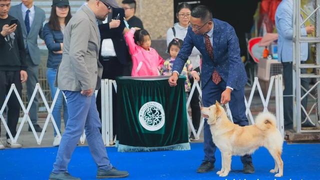 从“菜狗”到冠军——唐狗是如何“炼”成的