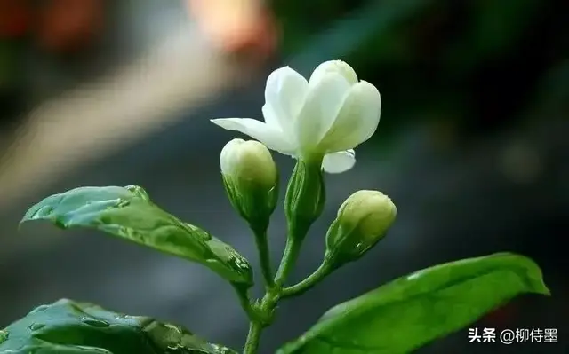 好一朵美丽的茉莉花！3条思路，3个方法，拍摄出茉莉花的恬淡优雅