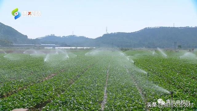 全省第三！一季度惠州农业经济实现开门红