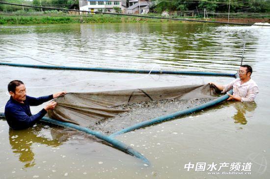 返乡养泥鳅，水中捞“黄金”