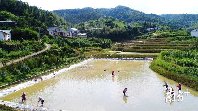 梅州平远仁居举行坪湖产业示范基地暨稻鱼共生示范区禾花鱼投放仪式