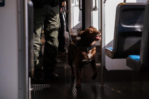 饲养一只大型犬的第一课，给它训练的时间和方法，唤回训练是重点