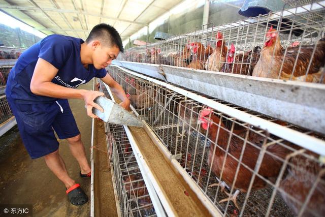 层叠式蛋鸡笼饲养的正确管理方式