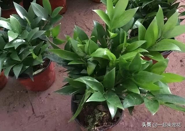 适合居家种植的5种竹子，每一种都是颜值担当，是阳台盆栽佳品