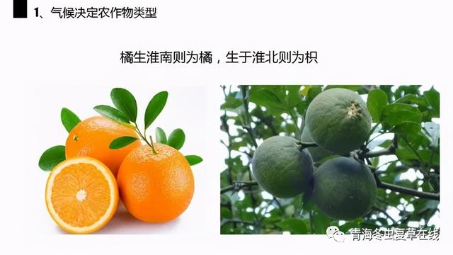 人工种植冬虫能不能完全替代野生冬虫夏草？