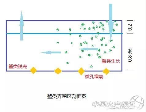 1个模式可养4个品种！一文了解这个高收益、节能且环保的模式