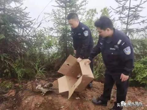 国家二级保护动物鸡鹰“落难”，广西融水警民携手救助放归大自然