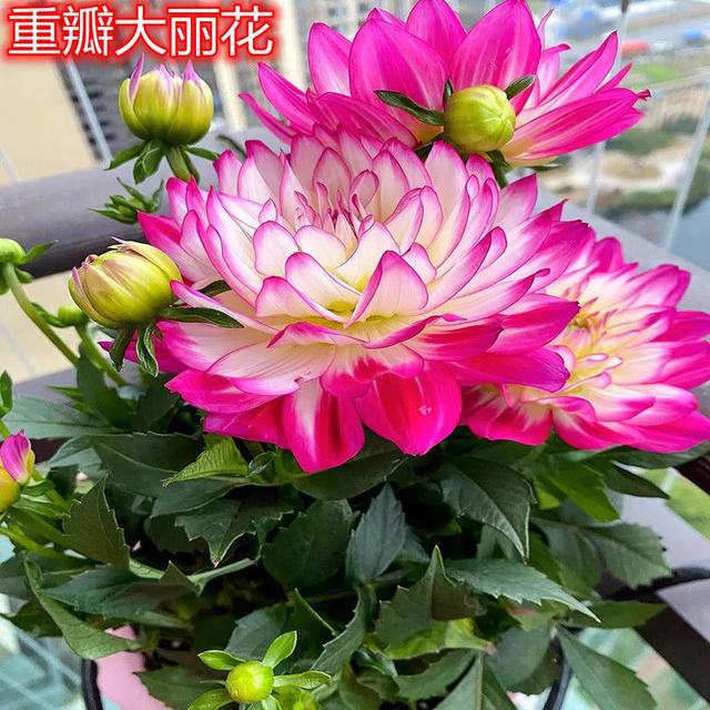 29种耐阴好养“旺人又旺财”绿植花卉，养上几盆幸福安康吉祥顺遂