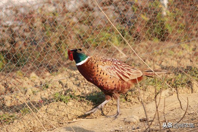 农村小伙手剥玉米养殖野鸡心里更踏实