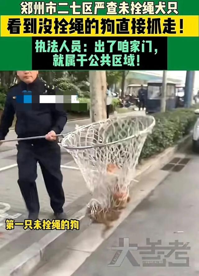 成都部分小区成立打狗队，爱狗人士坐不住了，称不能拿无辜狗泄愤