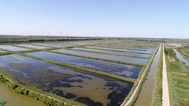 生鲜平台提前开启大闸蟹季，山东黄河口大闸蟹抢鲜上架