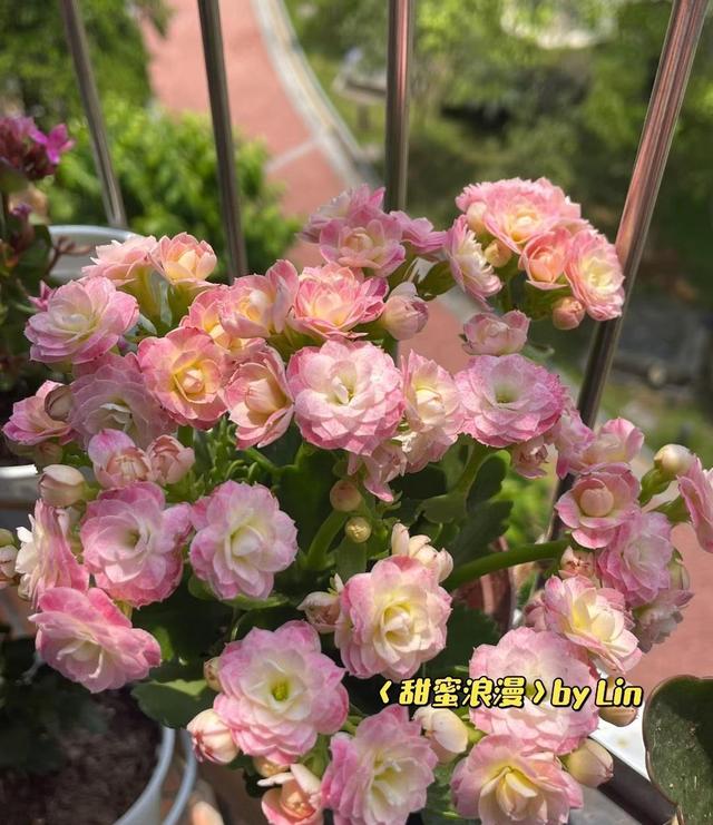 北阳台花，花大美艳，多季绽放