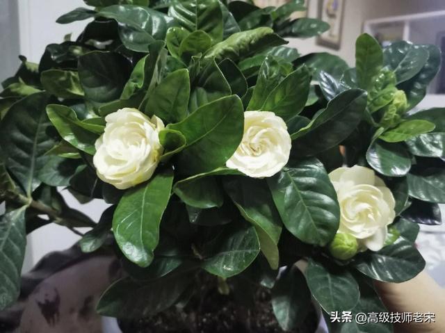 栀子花如何养才能更旺盛开花