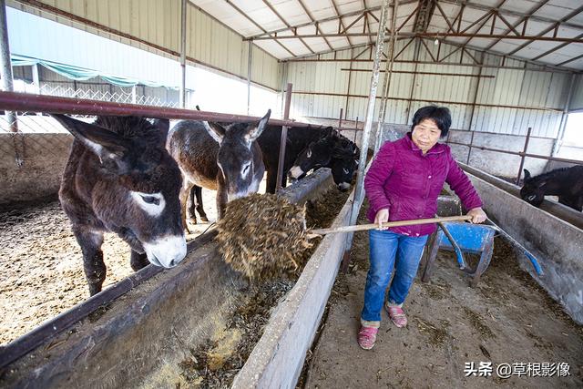 农村夫妻养殖小毛驴，不出家门年挣十万：客人上门采血清