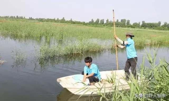 七月份梅雨时节，小龙虾养殖管理稍有不慎，损失惨重