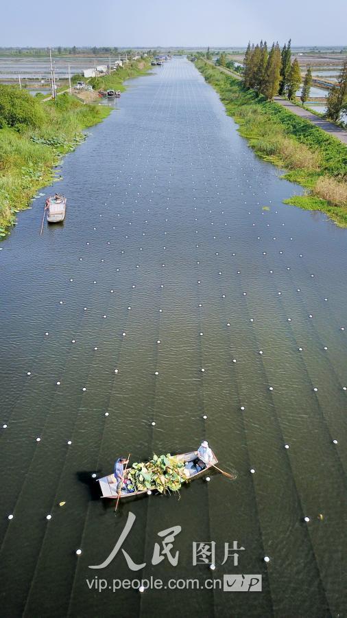 江苏泗洪：废弃水道变身珍珠养殖基地