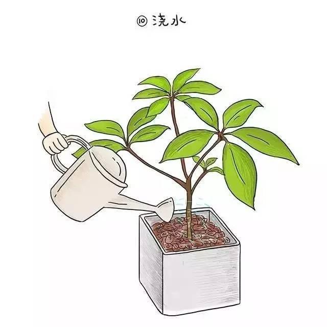 植物界新型网红——日本大叶伞