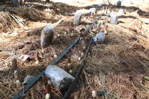 巧家县食用菌林下仿野生培育试验成功