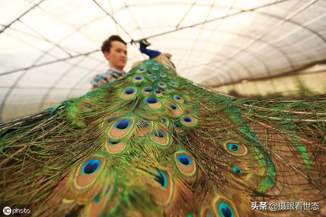 贵州毕节的这些村民养孔雀鸵鸟野鸡，除了销售外还能发展特色旅游