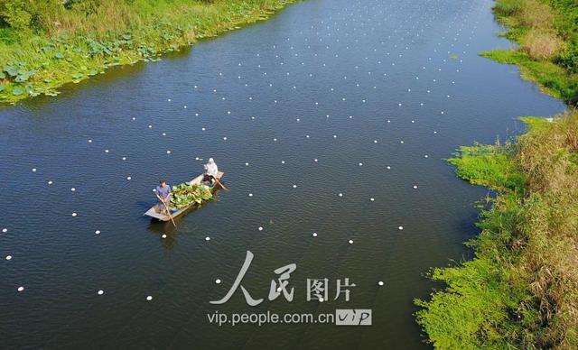 江苏泗洪：废弃水道变身珍珠养殖基地