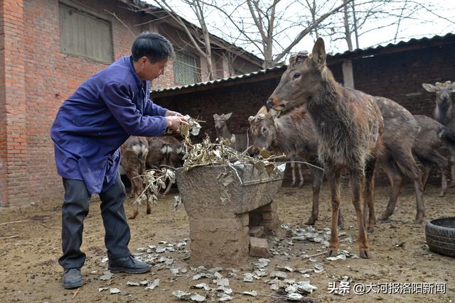 河南：42岁农民养殖梅花鹿18年，一对鹿茸曾售价超过10000元