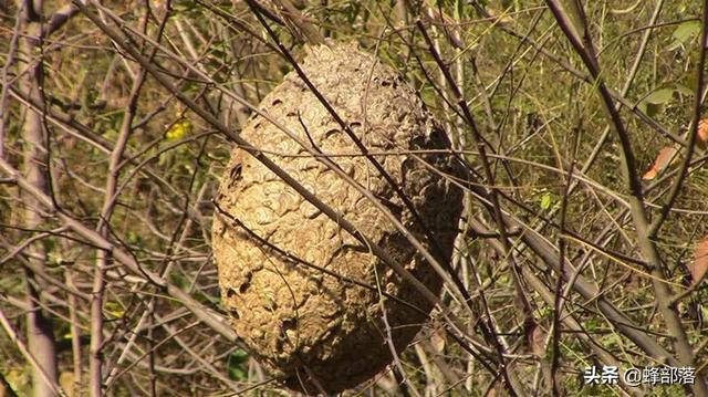 ​“一年生”的胡蜂，为啥要在临死前打造超大巢穴？原因令人感动