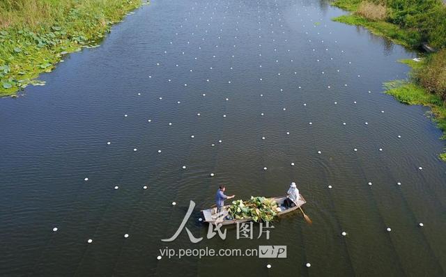 江苏泗洪：废弃水道变身珍珠养殖基地