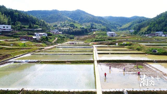 梅州平远仁居举行坪湖产业示范基地暨稻鱼共生示范区禾花鱼投放仪式