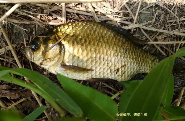 钓鱼人最喜欢的“土”鲫鱼，是发奶养生的最佳食物