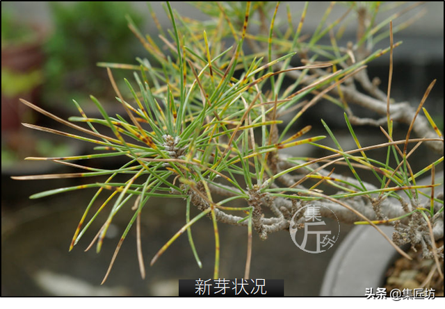 树势弱，均衡树势是关键，3种通用技巧让盆景恢复生机，黑松示范