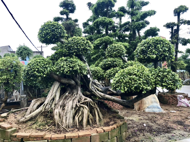 俗话说：要想富先种树，有2种树寿命长，越养价值越高，还镇宅