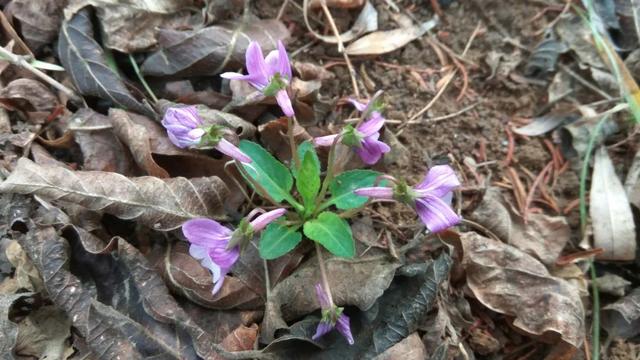 早开堇菜丨跟「紫花地丁」很像的野菜，药食同源，认识吧？