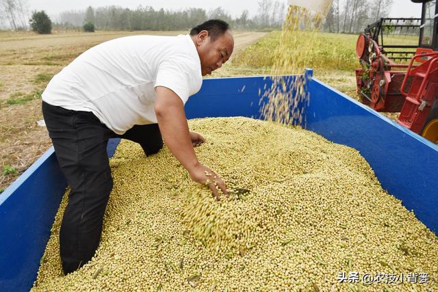 大豆用什么拌种？怎样播种能够整齐出苗？种植多大密度能够高产？