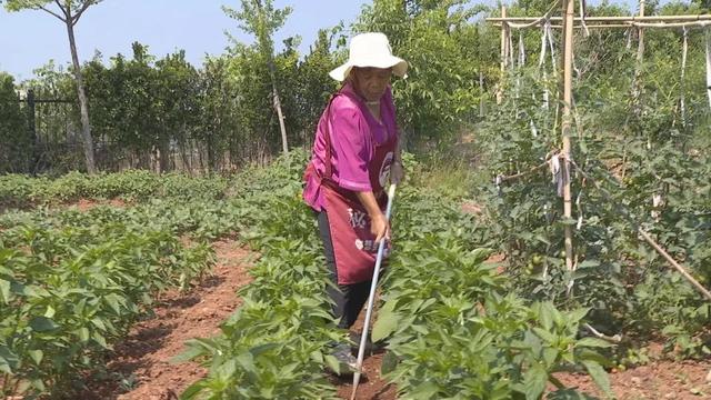 鑫佳源家庭农场：特色养殖走出致富路