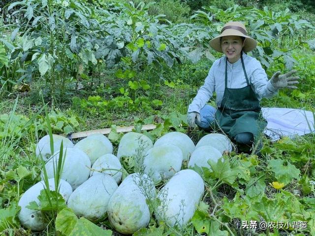 冬瓜怎样种植长得大、产量高？告诉你十个种植管理技巧