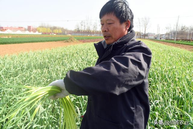 当代农民“拔苗助长”，蒜苔还未成熟就收获，搞种植也需新花样