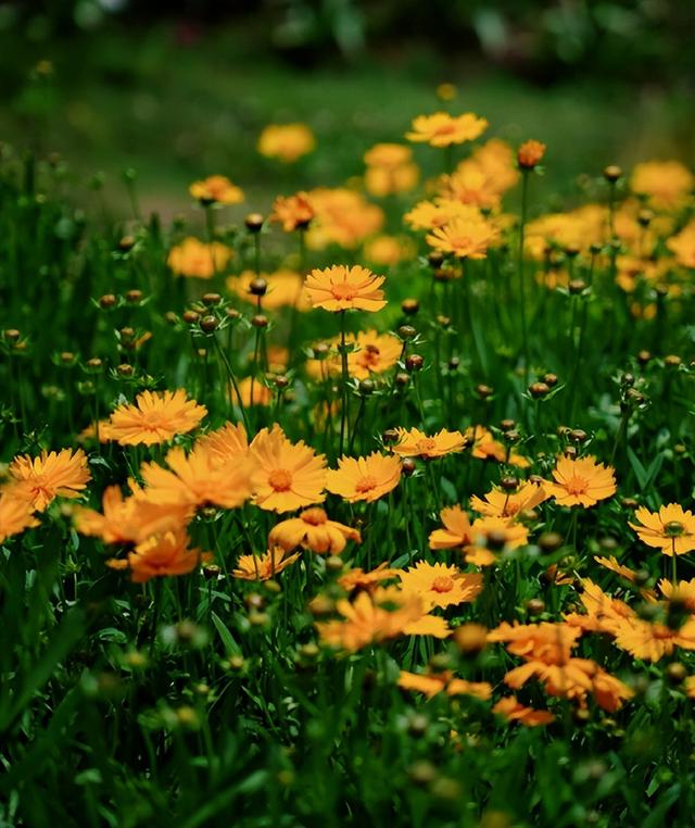 金鸡菊