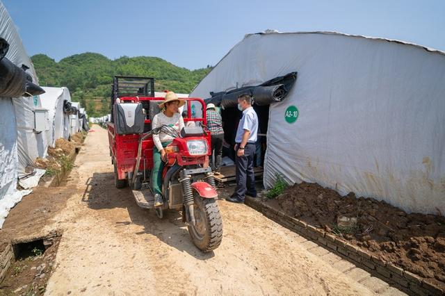 贵州纳雍：红托竹荪前景好 金融助力少不了