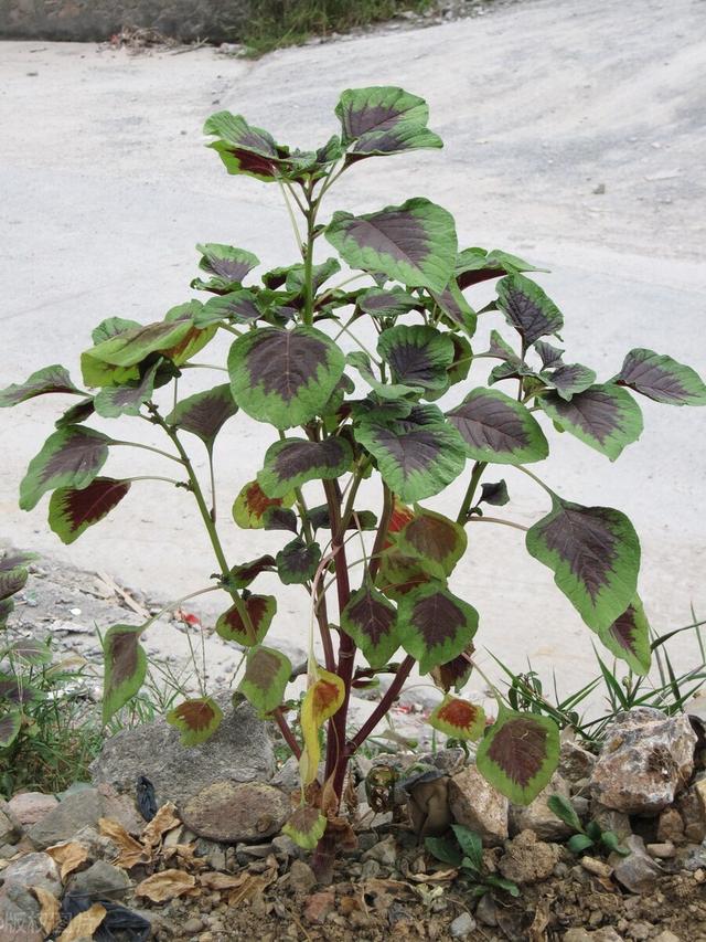 苋菜种植常识以及病虫害等的管理